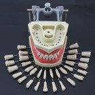 Columbia 860 Type Dental Typodont Model 32pcs Removable Teeth Mounting Pole