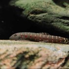     rare Fish    red Diamond Loach        live Aquarium Fish -         high Grade A           