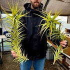 Latifolia Caulescent Air Plant  so Tall  