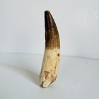 Huge 9 Cm Spinosaurus Tooth     Massive Dinosaur Fossil Display Specimen