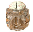Vintage Seroquel Head Brain Anatomy Pharma Design Sales Display Removable Brain