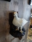Willow Ptarmigan White Bird Taxidermy