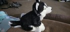 Webkinz Signature Siberian Husky