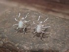 Native American Sterling Silver   Opal Spider Post Earrings - Garfield
