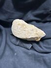 Texas Fossil Clam  Rarely Offered Shoe Clam Pholadomyidae Sp  Grayson Fm 