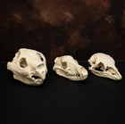 Thylacoleo Thylacine Moa Skull Set Life Size Replica Extinct Ice Age Predators