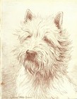 1930s Antique West Highland White Terrier Print Dog Illustration Art Print 4298s