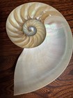 Beautiful Pearlized Polished Natural Nautilus Left Cut Single Half Approx 6 1 4   