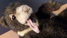 Hansa Plush 11  Sunbear - Used - Good Condition - Slightly Weighted - Rare