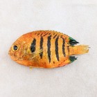 Flame Angelfish Fish Specimen Taxidermy Oddity Collectible Education Curio Craft
