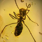 Ant In Burmese   Burmite Amber Fossil   100  Genuine Amber