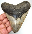 Megalodon Shark Tooth - Real Fossil - Shark Teeth 4 17    - No Restorations