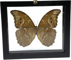 Real Butterfly Morpho Didius Insect Taxidermy Frame With Double Side Glass Front