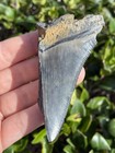 Natural Beautiful 3 13    Megalodon Tooth Fossil Shark Teeth