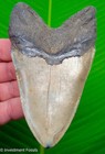 Megalodon Shark Tooth Real Fossil 4 88    Xl Big Megladon Sharks Teeth No Resto 