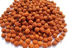 1100 Pc Loose Rudraksha Seeds Beads Nepal Origin  Natural 5 Mukhi 8 Mm Free Ship