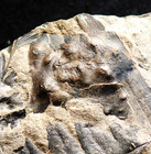 Very Rare Arthropleura Fossil Millipede Unusual Segment - Head Shield  