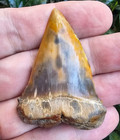 Peruvian Hubbelli Shark Tooth Fossil Transitional Great White Not Megalodon