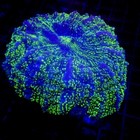 Green Glitter Acanthophyllia Meat Coral 4  Wysiwyg - Indigo Corals - Ic 3840