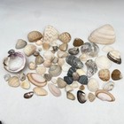 Natural Mixed Seashell Collection Beach Shells Crafts Home Decor Jewelry Making