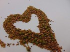 4 Oz Megan s Sprouting Mix  Mung Bean  Alfalfa  Broccoli   Radish Seeds  Non-gmo