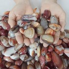 9 7lb 250pcs Natural Banded Sardonyx Carnelian Agate Crystal Palm Stones Healing
