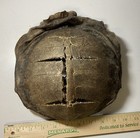 Turtle Shell With Bones  Iowa River Find