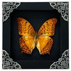 Real Butterfly Taxadermy Framed Insect Butterfly Decor Vintage Wall Hanging Art