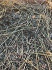 Alfalfa Hay For Rabbits   Small Pets  5 Pounds 