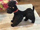 Vintage 50 s Steiff Snobby Black Poodle 4436 10 10cm Original Owner No Tag Buttn