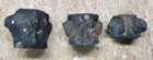 Lot Of 3 Large Whale Vertebrae Fossil From Sc River Systems