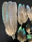 50 Gray Peacock And Impeyan Pheasant Feathers Metallic Purple blue Lot P3