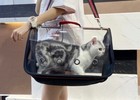Pet Travel Bag Carrier Crate Animal Portable Foldable Transparent Travel Cage