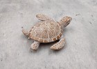 Brown Sea Turtle Figurine Weathered Resin  1 Turtle Approx  3 75  Inches 