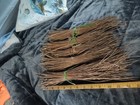 Long Leaf Pine Needles For Basket Making Basket Weaving Basketry 5 Bundles 1 Lb