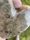 Large Hand Polished Heart Petoskey Stone  11oz W  Broken Heart Crack  Lk Mi