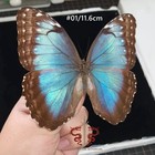 Butterfly Specimen Morpho Helenor  A1 a- 12cm  1pc Wings Spread A1 a-