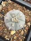 Rarecactus L W Loph W Nrth Variant Button Cactus Wil  Seedgrown Texana 4-4 5cm
