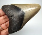Megalodon Shark Tooth - Real Fossil 3 55  Shark Teeth - No Restorations Natural
