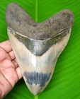 Megalodon Shark Tooth - 6 22  - Real Shark Teeth - Indonesian Fossil - Megladone