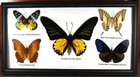3 Real Butterfly Wood Framed Insect Taxidermy Display Collection Art Wall Decor