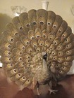 Metal Peacock Bird Figurine Collectible With Fanned Spread Tail Display