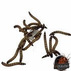 Live Superworms Size  Medium  Large Qty 100-1 000 Usps   Fedex Shipping