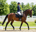 Dressage Saddle Pad  English Saddle Pad With Sheepskin Trim  Lambskin Wool Fleec