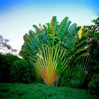 Travelers Palm Tree Seeds  ravenala Madagascariensis  Bird Of Paradise Plant 