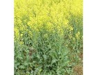  Canola  Seed 5 Lb  1 250 000  Seeds -100  Pure Seed