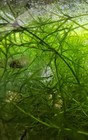 3  Bowfin