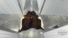 Tricolor Brindle Cowhide Rug 6 7 X 5 8 Ft   Natural Cow Skin Leather    109