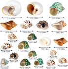 21pcs Hermit Crab Shells   Assorted Natural Sea Conch Size 1 3 -3 2    Growth Tu