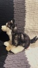 Webkinz Signature Siberian Husky -used Code